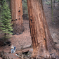 Sequioa National Park