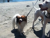 Mo & Lady Running on the Beach 