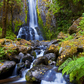 Siuslaw National Forest 