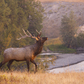 National Bison Range